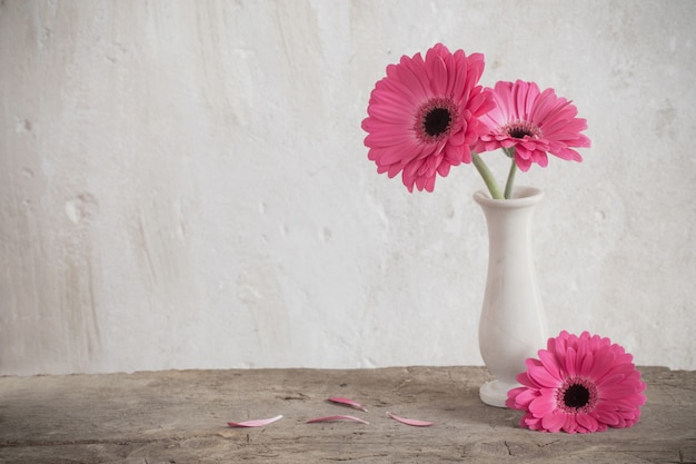 Gerbera rosa