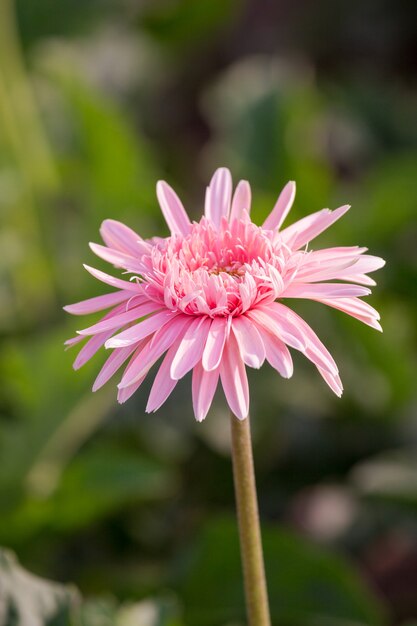 Gerbera rosa