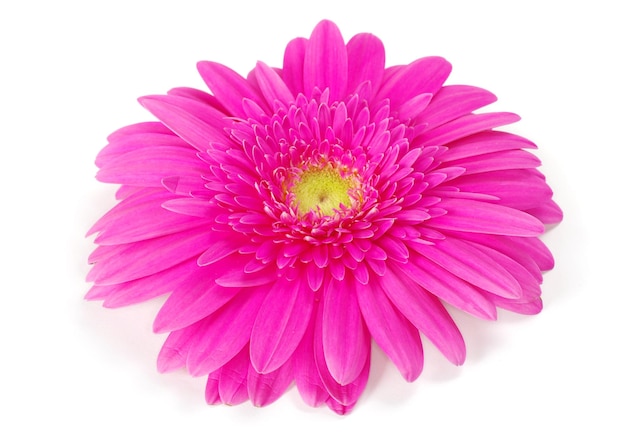 Gerbera Rosa