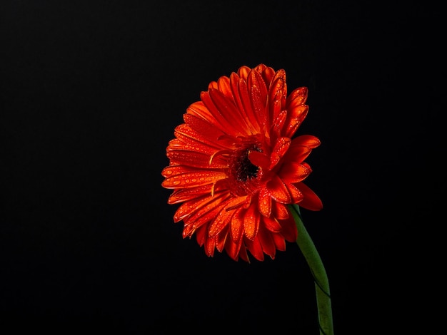 Gerbera rossa isolata con piccole gocce d'acqua su sfondo nero