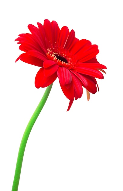 Gerbera rossa isolata su sfondo bianco