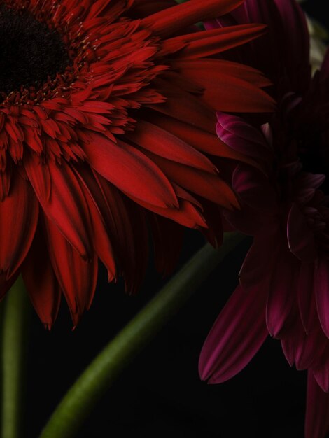 Gerbera rossa margherita fiore isolato su sfondo nero