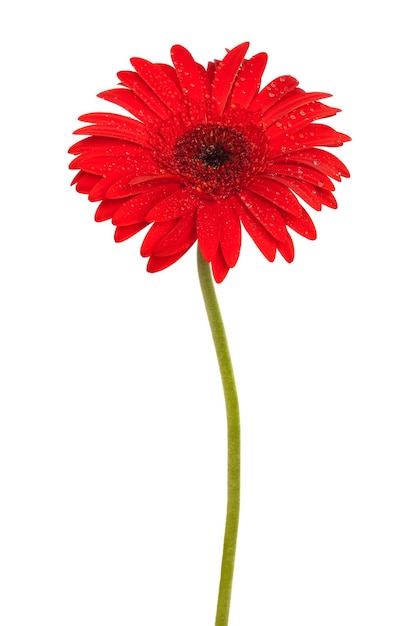 Gerbera rossa