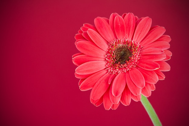 Gerbera su rosso