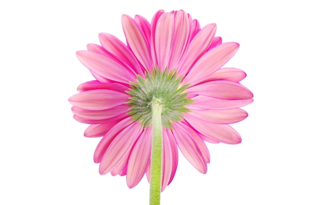 gerbera