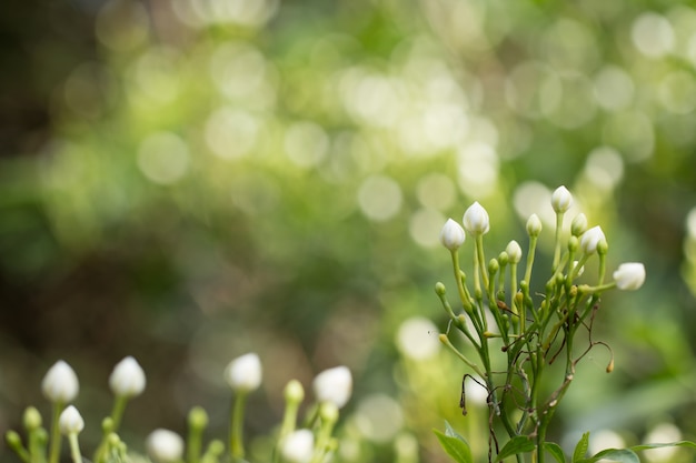 Gerdenia Crape Jasmine al mattino