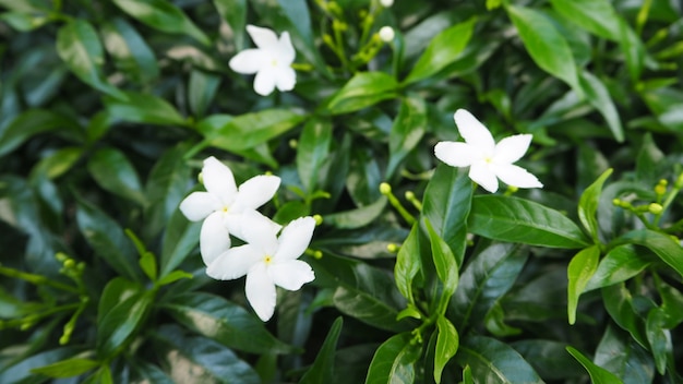 Gerdenia Crape Jasmine close up.it è albero e fiore bianco.