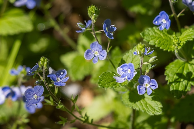 Germander Speedwell (Veronica chamaedrys) cresce in primavera nel Sussex