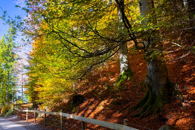 Germania Castello di Neuschwanstein sentiero forestale di aceri autunno sentiero forestale di acero
