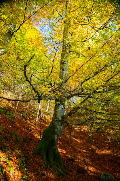 Germania Castello di Neuschwanstein sentiero forestale di aceri autunno sentiero forestale di acero