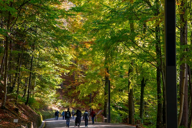 Germania Castello di Neuschwanstein sentiero forestale di aceri autunno sentiero forestale di acero