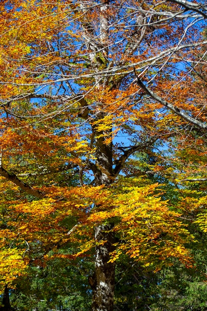 Germania Castello di Neuschwanstein sentiero forestale di aceri autunno sentiero forestale di acero