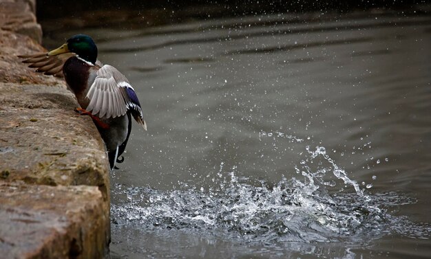 Germano reale che fa il bagno nel fiume