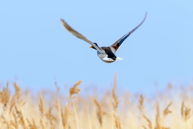 Germano reale in volo, stagione di caccia alle anatre