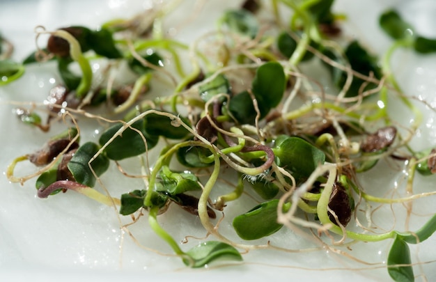 Germinazione dei semi di lino da vicino Alimento sano