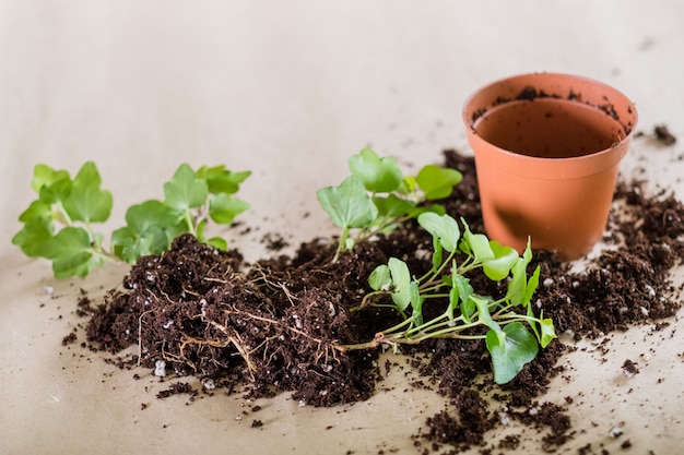 Germinazione della piantina. Concetto di giardinaggio domestico. Trapianto di piante.