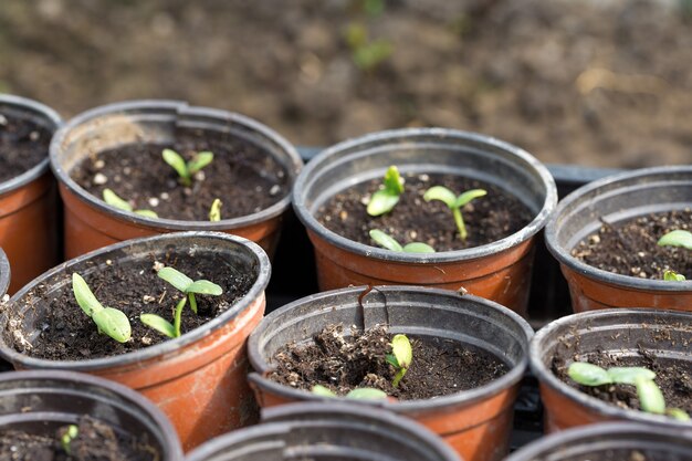 Germinazione di piantine di cetrioli in vaso con fertilizzante naturale in condizioni di serra.