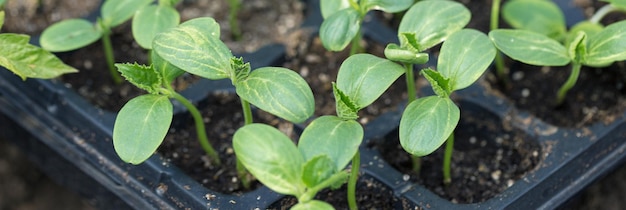 Germinazione di piantine di cetrioli in vaso con fertilizzante naturale in condizioni di serra