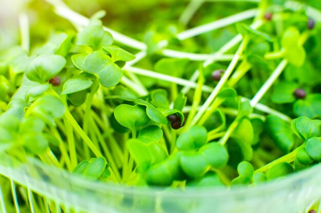 Germinazione Microgreen vicino germogli di broccoli Cibo ecologico naturale con vitamine Giardinaggio domestico Sanità Stile di vita vegetariano Verde crescente all'interno