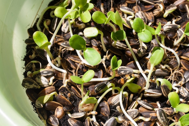 Germogli della pianta del girasole che germinano nel terreno