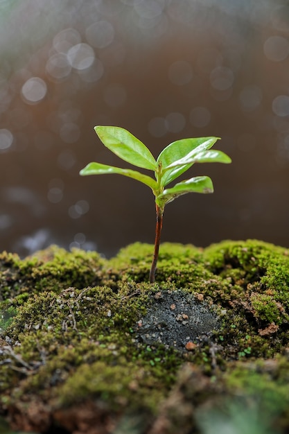 germogli di alberi che crescono nel giardino