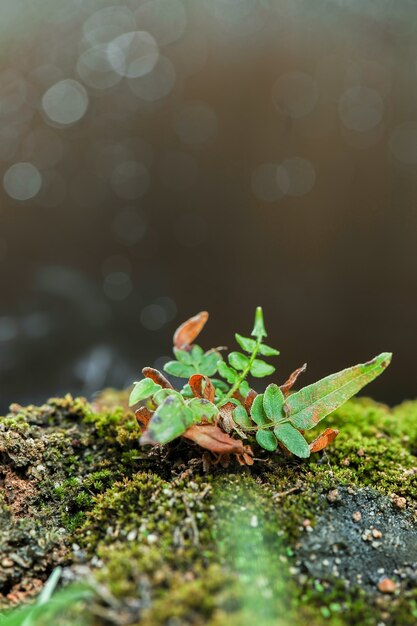 germogli di alberi che crescono nel giardino