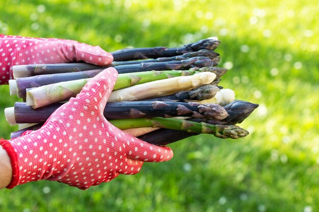 Germogli di asparagi nelle mani di un contadino