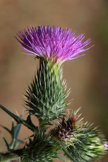 Germogli di cardo e fiori su un campo estivo