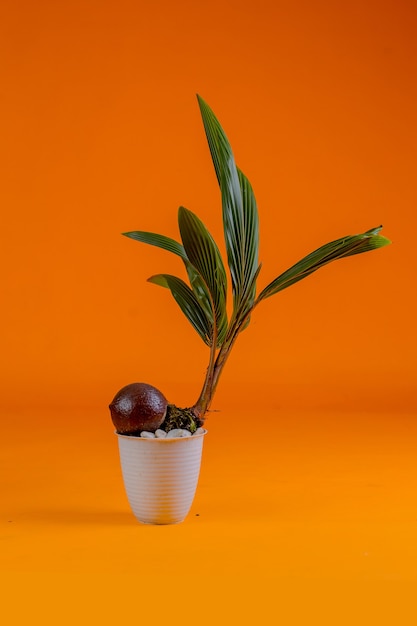 germogli di cocco in vaso sfondo giallo