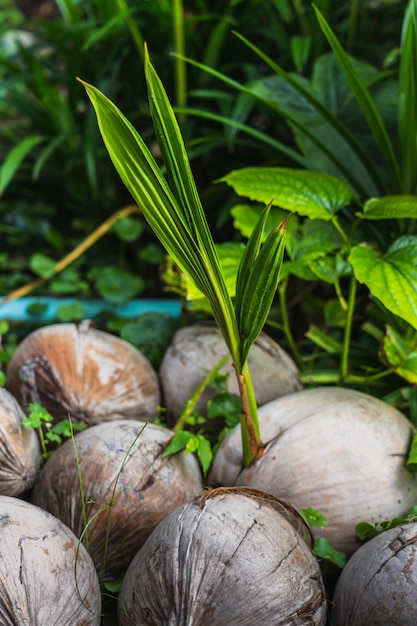 Germogli di cocco per piantare, albero di cocco nuovo nato, piante tropicali