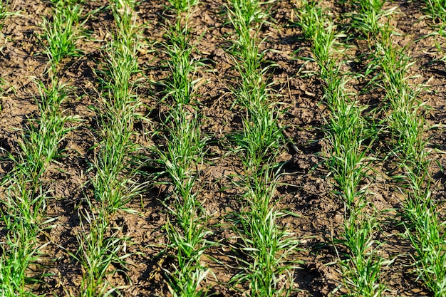 Germogli di colture di grano primaverile verde. Grano verde che cresce nel terreno. Righe di giovani germogli di grano