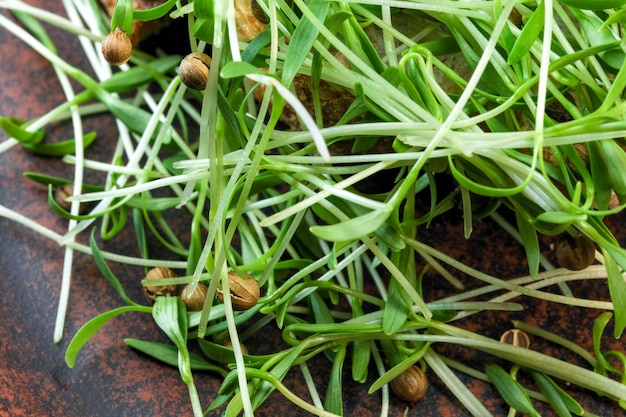 Germogli di coriandolo micro verdure fortificate cibo vegetariano close-up macrofotografia