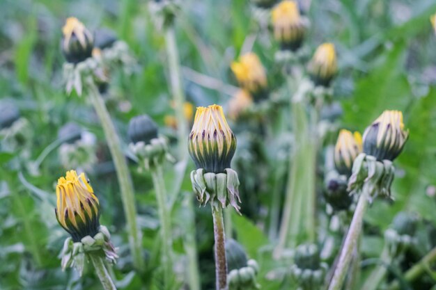 Germogli di dente di leone non soffiati in uno sfondo verde