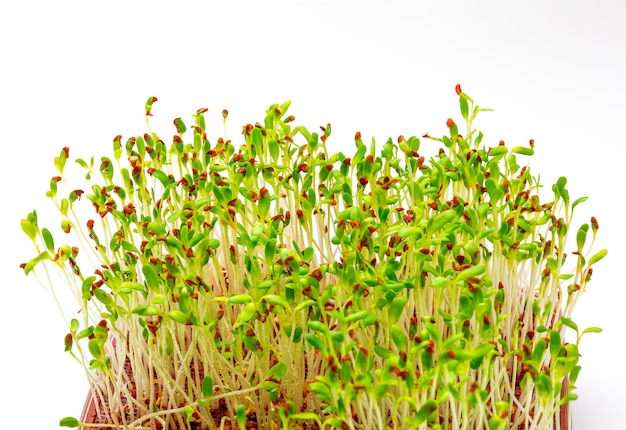 Germogli di erba medica freschi e crudi germinati. Close-up isolato