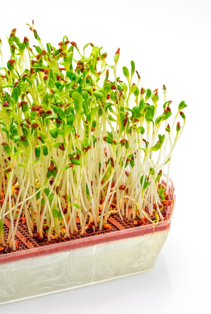 Germogli di erba medica freschi e crudi germinati. Close-up isolato