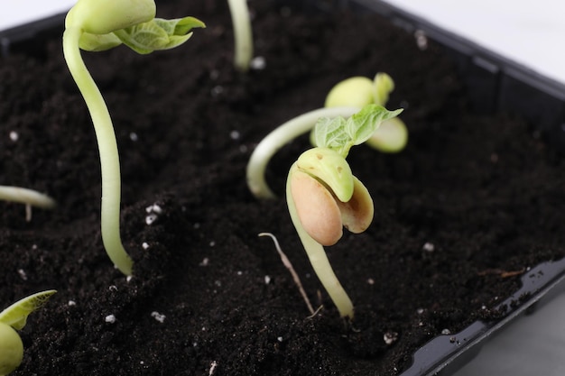 Germogli di fagiolo in contenitore con primo piano del suolo