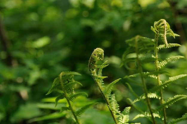 Germogli di felce Pteridium aquilinum nella foresta di maggio nella regione di Mosca in Russia