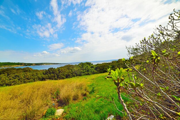 Germogli di fico in riva al mare in Sardegna Italia