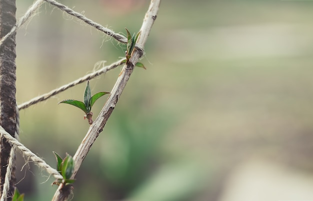 Germogli di foglia verde su un ramo in primavera