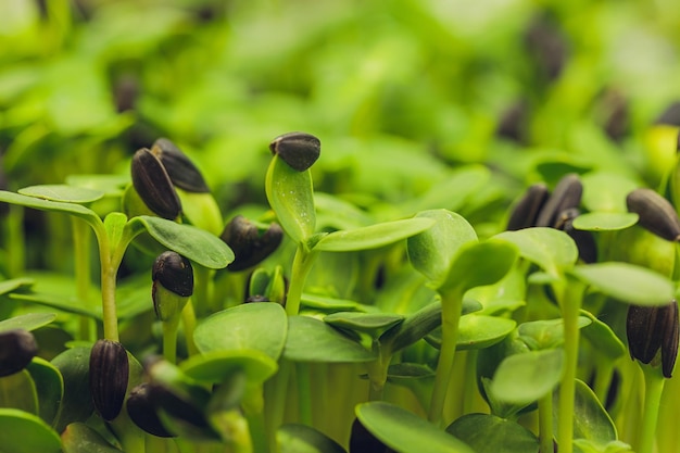 Germogli di girasole in crescita del primo piano di micro verdure fresche per una sana insalata che mangia a destra rimane giovane e m