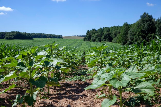 Germogli di girasole verdi su un campo agricolo misto