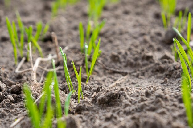 Germogli di grano dopo le gocce d'acqua piovana sul grano Giovani piantine di grano o erba che crescono in un terreno