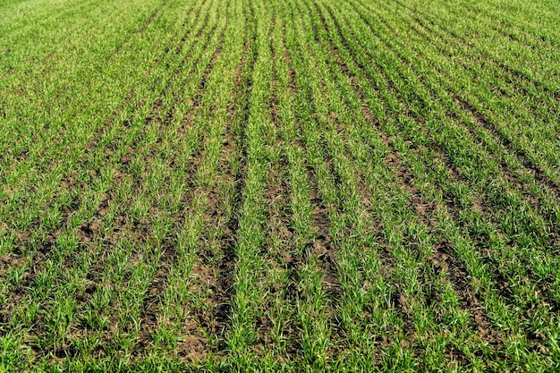 Germogli di grano invernale germogliati in campo Germogli di orzo giovane o grano