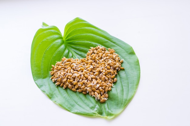 Germogli di grano sulla foglia verde della pianta