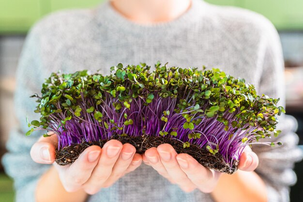 Germogli di kaipusta calrabi rosso microgreens in mani femminili Germogli crudi microgreens cibo sano