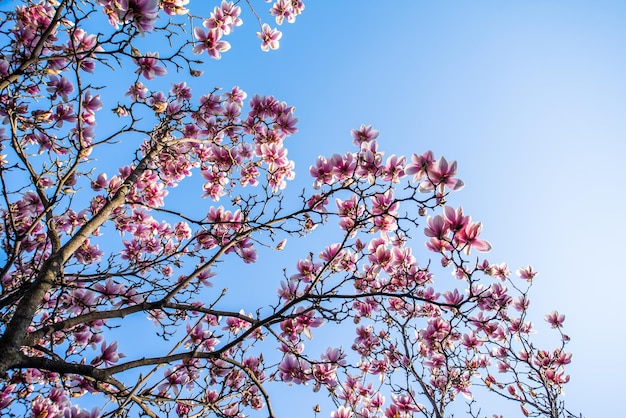 Germogli di magnolia in fiore su un cielo limpido L'inizio del concetto di primavera