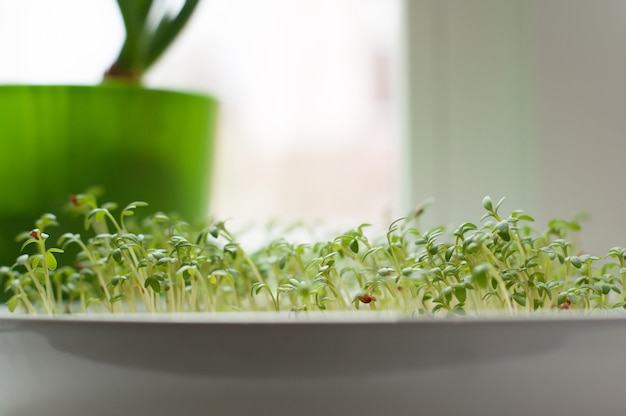 Germogli di micro-verde in un piatto bianco sulla finestra