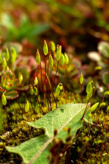 germogli di muschio, macro di muschio, erba verde, foglia di tarassaco e muschio