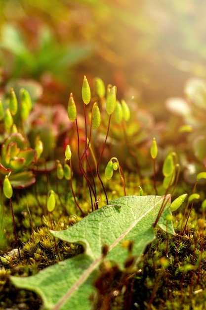 germogli di muschio, macro di muschio, erba verde, foglia di tarassaco e muschio