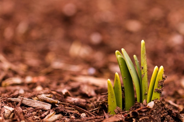 Germogli di narcisi che rompono il terreno primaverile.